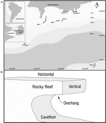 The Importance of Surface Orientation in Biodiversity Monitoring Protocols: The Case of Patagonian Rocky Reefs